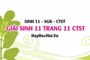 Giải Sinh 11 trang 11 Chân trời sáng tạo SGK